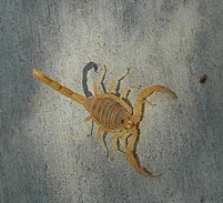 Scorpion Bite Symptoms Causes Treatment